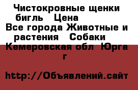 Чистокровные щенки бигль › Цена ­ 15 000 - Все города Животные и растения » Собаки   . Кемеровская обл.,Юрга г.